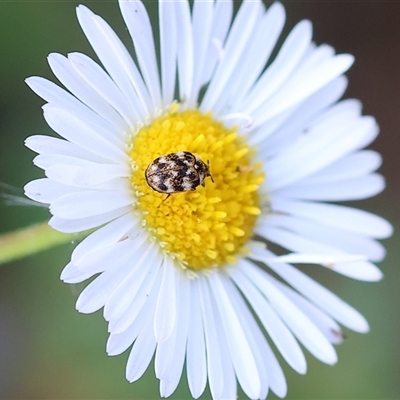 Anthrenus verbasci (Varied or Variegated Carpet Beetle) at Wodonga, VIC - 3 Nov 2024 by KylieWaldon