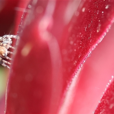 Salticidae (family) (Unidentified Jumping spider) at Wodonga, VIC - 3 Nov 2024 by KylieWaldon