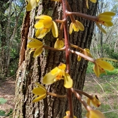 Cymbidium madidum (Banded Cymbidium) at Iluka, NSW - 3 Nov 2024 by Topwood