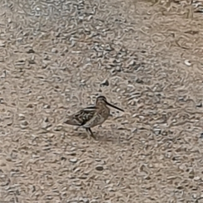 Gallinago hardwickii (Latham's Snipe) at Pillar Valley, NSW - 8 Oct 2024 by Topwood