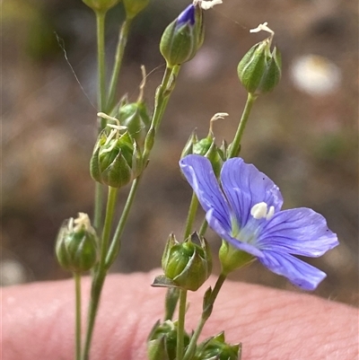 Linum marginale (Native Flax) at Belconnen, ACT - 3 Nov 2024 by SteveBorkowskis