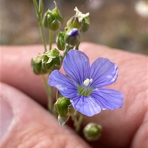 Linum marginale at Belconnen, ACT - 4 Nov 2024