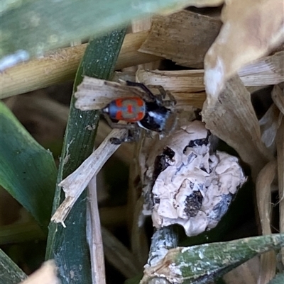 Maratus pavonis (Dunn's peacock spider) at Mitchell, ACT - 4 Nov 2024 by SteveBorkowskis