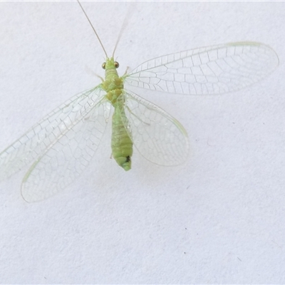 Mallada signatus (Green Lacewing) at Belconnen, ACT - 4 Nov 2024 by JohnGiacon