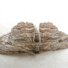 Ectropis (genus) (An engrailed moth) at Macquarie, ACT - 3 Nov 2024 by JohnGiacon