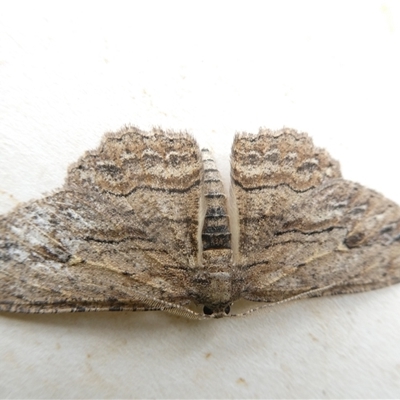 Ectropis (genus) (An engrailed moth) at Macquarie, ACT - 4 Nov 2024 by JohnGiacon