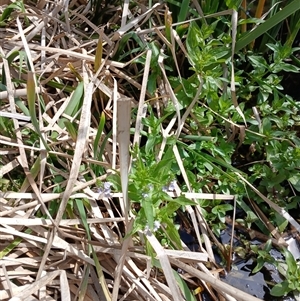 Veronica anagallis-aquatica at Cooma, NSW - 4 Nov 2024