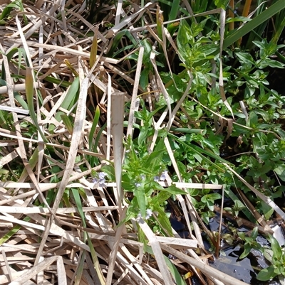 Veronica anagallis-aquatica (Blue Water Speedwell) at Cooma, NSW - 4 Nov 2024 by mahargiani