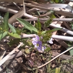 Veronica anagallis-aquatica at Cooma, NSW - 4 Nov 2024