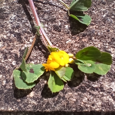 Medicago arabica (Spotted Burr Medic) at Cooma, NSW - 4 Nov 2024 by mahargiani