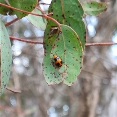 Aulacophora hilaris at Bungendore, NSW - suppressed