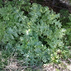 Silybum marianum (Variegated Thistle) at Cooma, NSW - 4 Nov 2024 by mahargiani