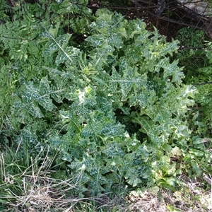 Silybum marianum at Cooma, NSW - 4 Nov 2024 03:28 PM