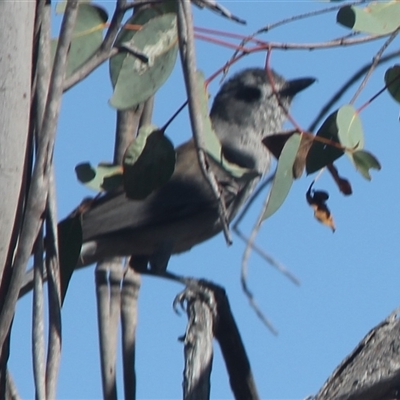 Colluricincla harmonica (Grey Shrikethrush) at Cooma, NSW - 4 Nov 2024 by mahargiani