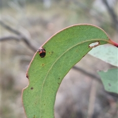 Ditropidus pulchellus (Leaf beetle) at Bungendore, NSW - 4 Nov 2024 by clarehoneydove