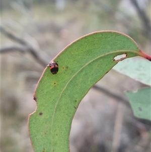 Ditropidus pulchellus at Bungendore, NSW - 4 Nov 2024