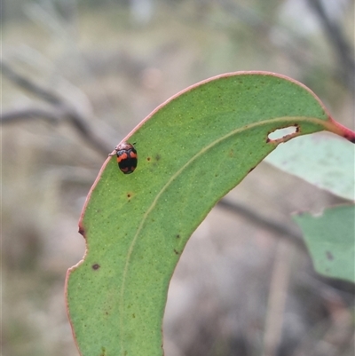 Ditropidus pulchellus (Leaf beetle) at Bungendore, NSW - 4 Nov 2024 by clarehoneydove