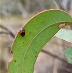 Ditropidus pulchellus at Bungendore, NSW - suppressed