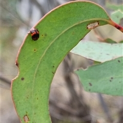 Ditropidus pulchellus at Bungendore, NSW - 4 Nov 2024