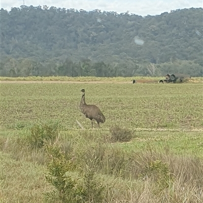 Dromaius novaehollandiae (Emu) at Tyndale, NSW - 19 Sep 2024 by Topwood