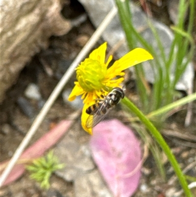 Syrphini sp. (tribe) (Unidentified syrphine hover fly) at Aranda, ACT - 4 Nov 2024 by Jubeyjubes