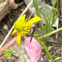 Syrphini (tribe) at Aranda, ACT - 4 Nov 2024 12:57 PM