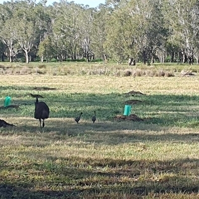 Dromaius novaehollandiae (Emu) at Tyndale, NSW - 30 Sep 2024 by Topwood