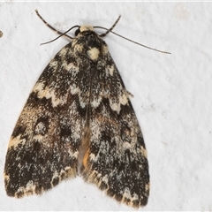 Halone coryphoea (Eastern Halone moth) at Melba, ACT - 1 Nov 2024 by kasiaaus