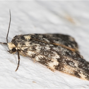 Halone coryphoea at Melba, ACT - 1 Nov 2024 10:12 PM