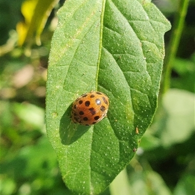 Epilachna vigintioctopunctata (28-spotted potato ladybird or Hadda beetle) at Shark Creek, NSW - 2 Nov 2024 by Topwood