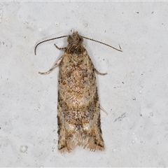 Isochorista chaodes (A Tortricid moth (Tortricinae)) at Melba, ACT - 2 Nov 2024 by kasiaaus