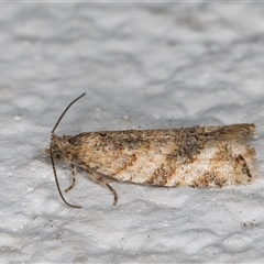 Isochorista chaodes at Melba, ACT - 2 Nov 2024 10:32 PM