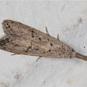 Carposina undescribed species at Melba, ACT - 2 Nov 2024 10:36 PM