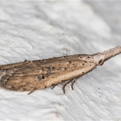 Carposina undescribed species at Melba, ACT - 2 Nov 2024