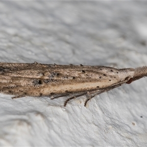 Carposina undescribed species at Melba, ACT - 2 Nov 2024 10:36 PM