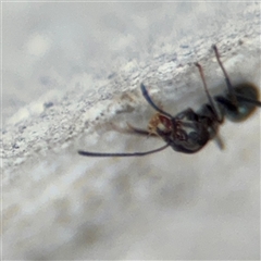 Iridomyrmex rufoniger at Pialligo, ACT - 2 Nov 2024