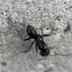 Iridomyrmex rufoniger at Pialligo, ACT - 2 Nov 2024