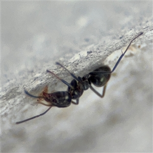 Iridomyrmex rufoniger at Pialligo, ACT - 2 Nov 2024