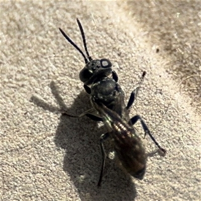 Crabroninae (subfamily) (Unidentified solitary wasp) at Pialligo, ACT - 2 Nov 2024 by Hejor1