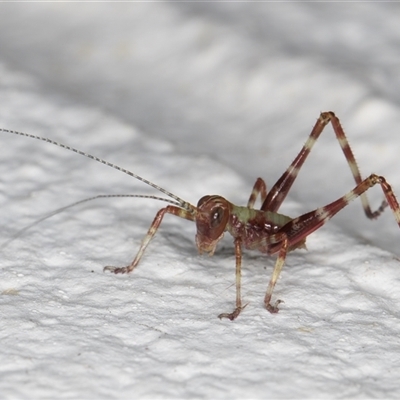 Unidentified Katydid (Tettigoniidae) at Melba, ACT - 2 Nov 2024 by kasiaaus