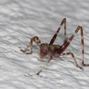 Torbia viridissima at Melba, ACT - 2 Nov 2024 10:37 PM