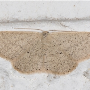 Scopula optivata at Melba, ACT - 2 Nov 2024 10:38 PM