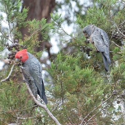 Callocephalon fimbriatum (Gang-gang Cockatoo) at Ainslie, ACT - 14 Dec 2023 by Jeanette