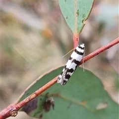 Philobota impletella Group (A concealer moth) at Bungendore, NSW - 4 Nov 2024 by clarehoneydove