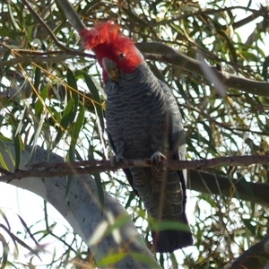 Callocephalon fimbriatum at Ainslie, ACT - suppressed
