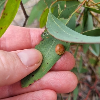 Paropsis sp. (genus) (A leaf beetle) at Bungendore, NSW - 4 Nov 2024 by clarehoneydove