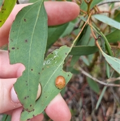 Paropsis sp. (genus) at suppressed - 4 Nov 2024