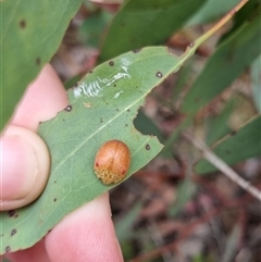 Paropsis sp. (genus) at suppressed - 4 Nov 2024