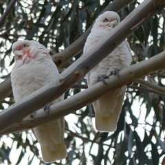 Cacatua tenuirostris (Long-billed Corella) at Ainslie, ACT - 5 May 2024 by Jeanette