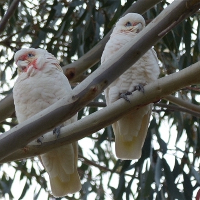 Cacatua tenuirostris (Long-billed Corella) at Ainslie, ACT - 5 May 2024 by Jeanette